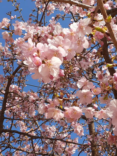 うこん桜
