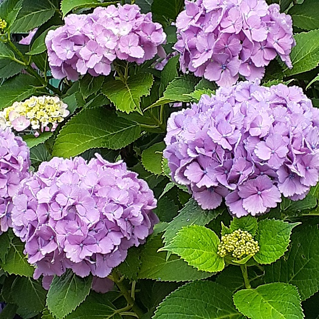 これは紫陽花です。